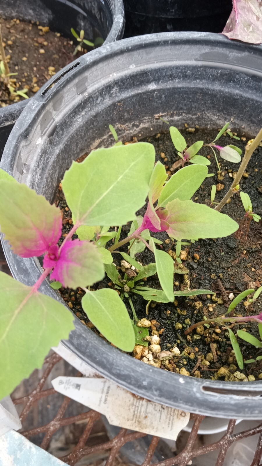 Lambsquarters Magenta Spreen , ~500 Seeds,Organic NonGmo grows 10ft tall