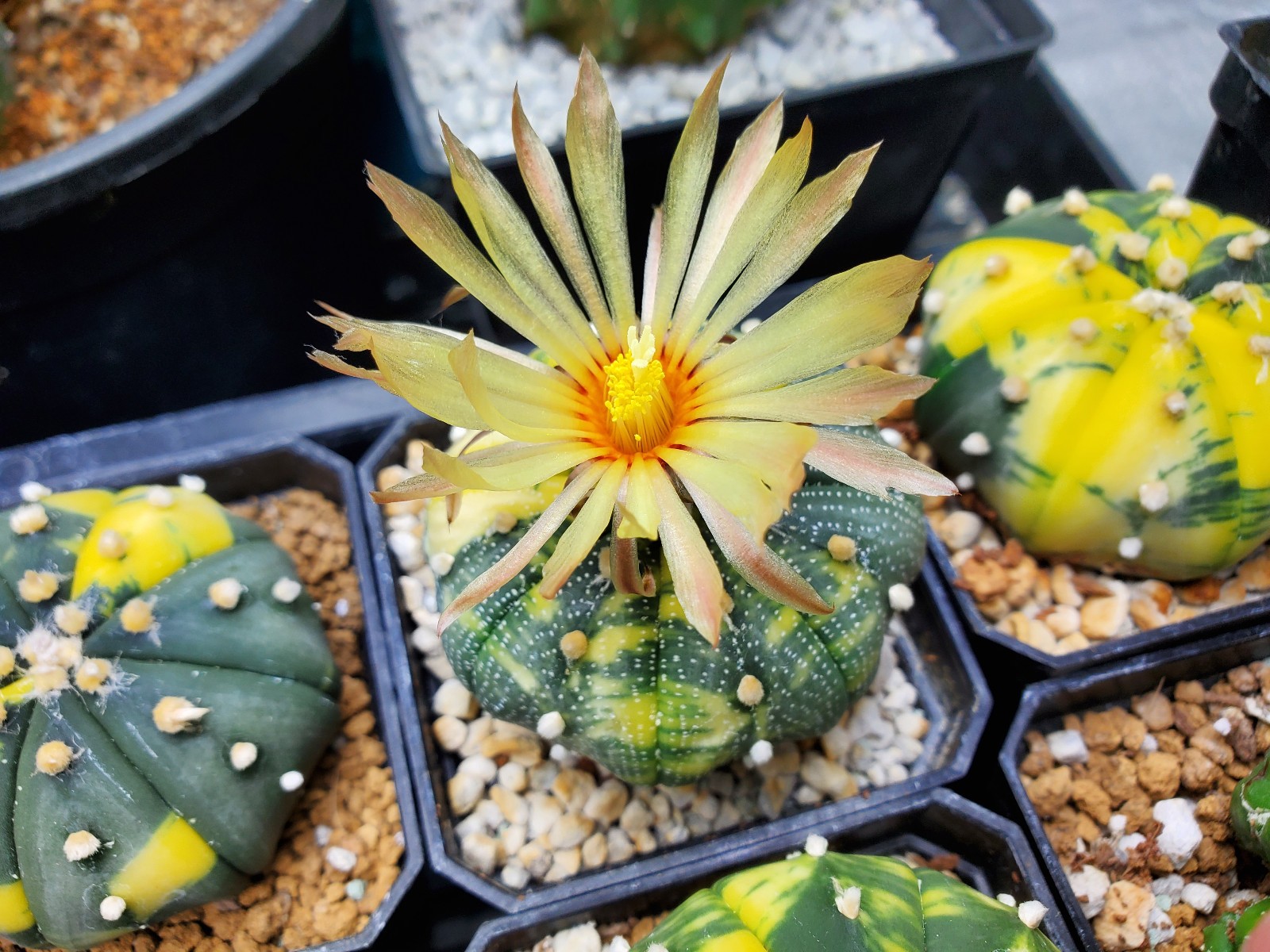 Astrophytum asterias “Mixed Cultivar” 100 Seeds