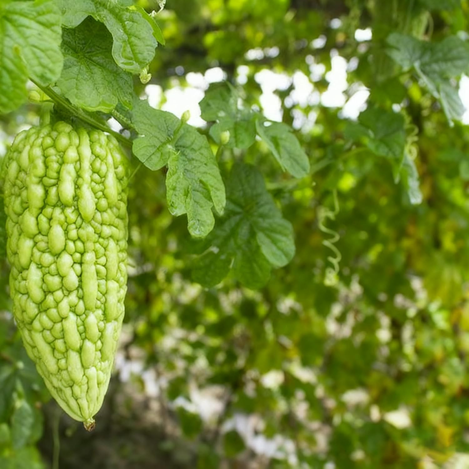 30 Bitter Melon Seeds for Planting, Annual Momordica Seed, Non-Gmo Vegetable Bit