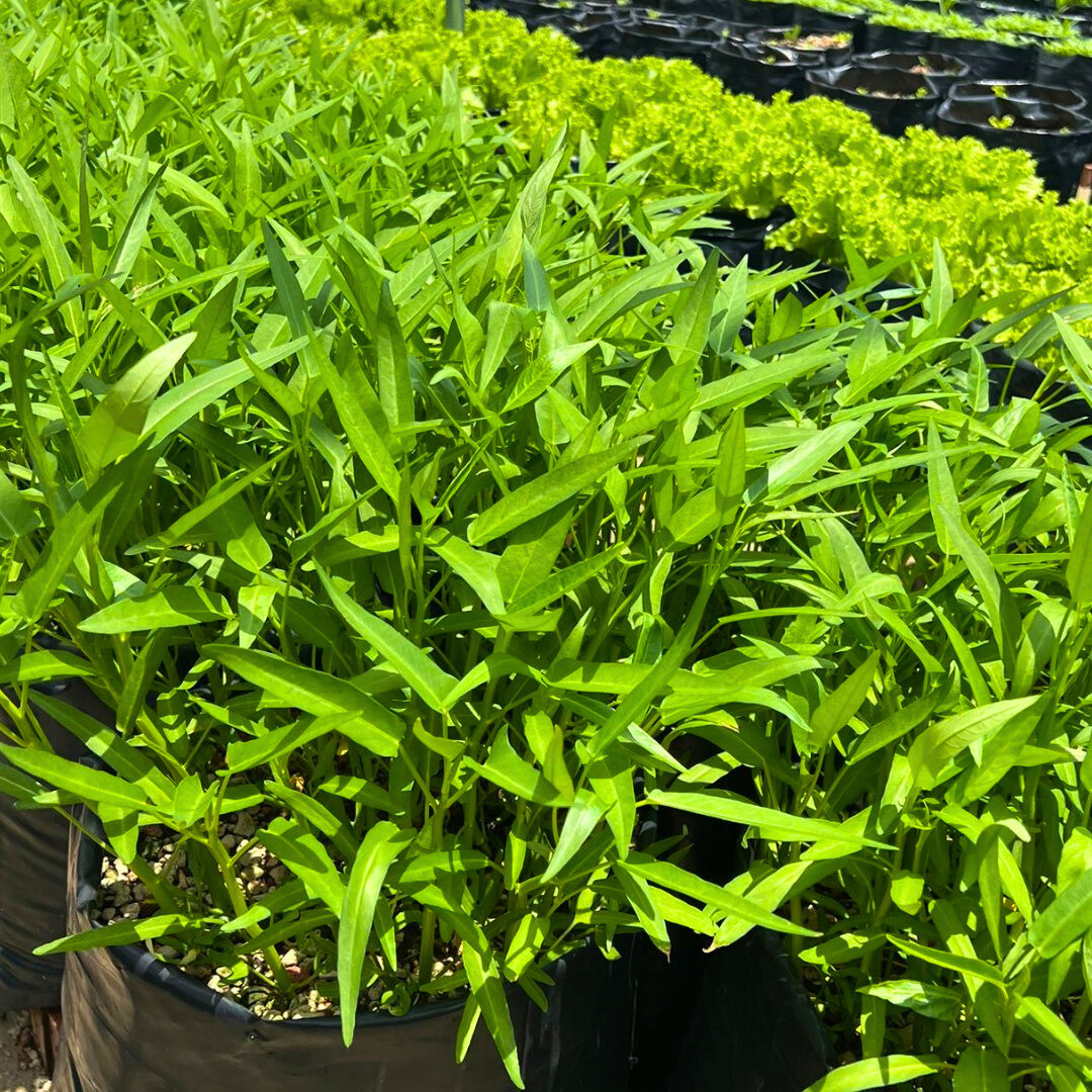 Fresh Water Spinach Seeds | Kangkong | Heirloom Non-GMO | Asian Vegetable Seeds