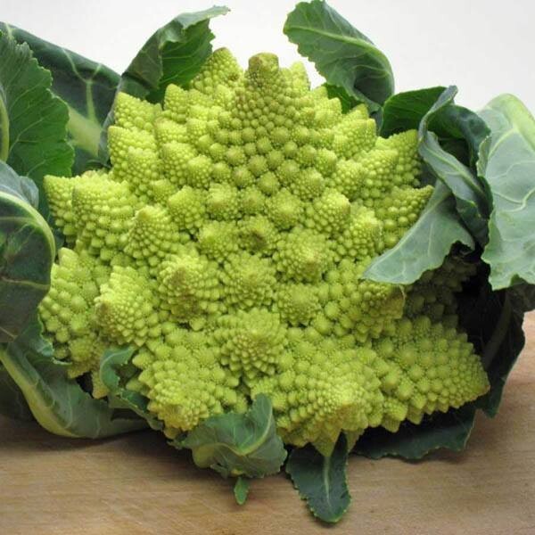 Romanesco Broccoli ORGANIC NON-GMO open pollinated garden planting!