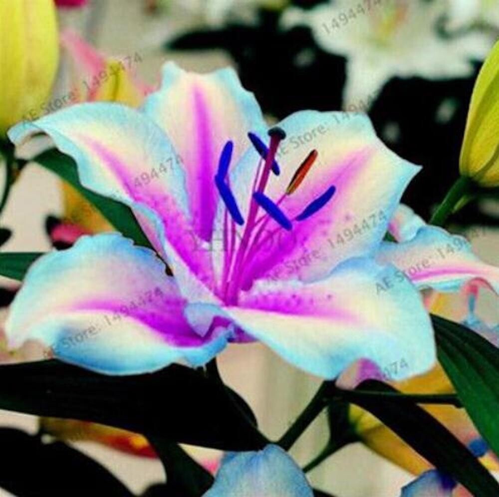 20 SEEDS for Blue/violet LILY RARE flower exotic home garden plant USA Seller
