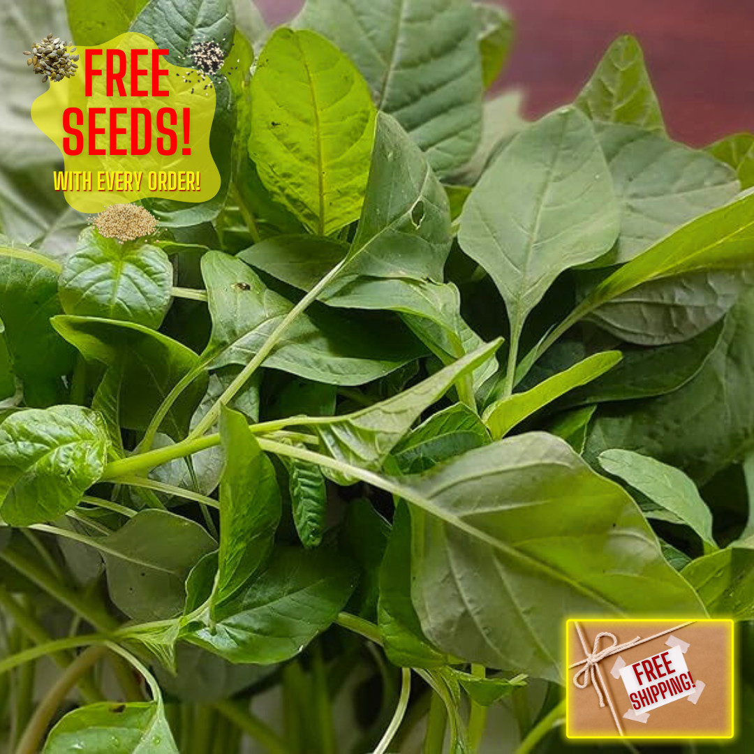 Fresh Green Leaf Amaranth Seeds | Lu Hsien | Heirloom Non-GMO | Asian Vegetables