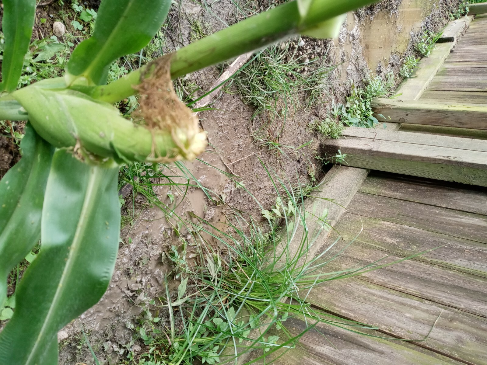 Bi-Licious Sweet Corn Hybrid Vegatable