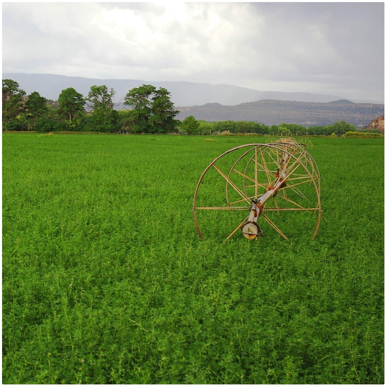 Vernal Alfalfa Seeds for Dense Coverage & Superior Yield