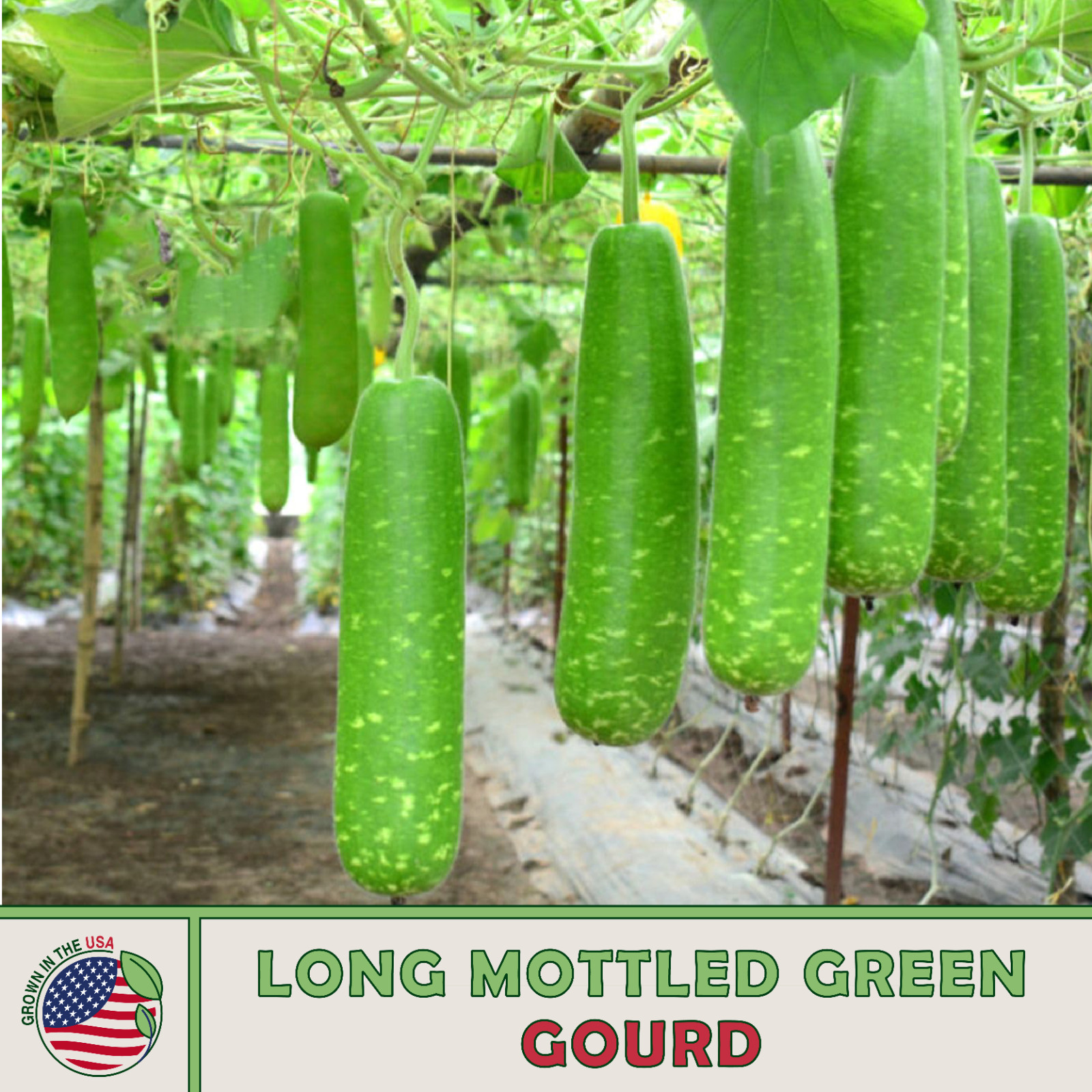 10 Long Mottled Green Gourd Seeds, Heirloom, Non-GMO, Genuine USA
