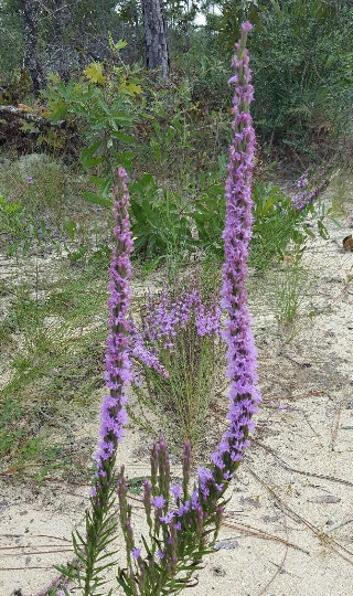 25+ Chapman’s Blazing Star Seeds | Liatris Chapmanii | Florida Native Flower