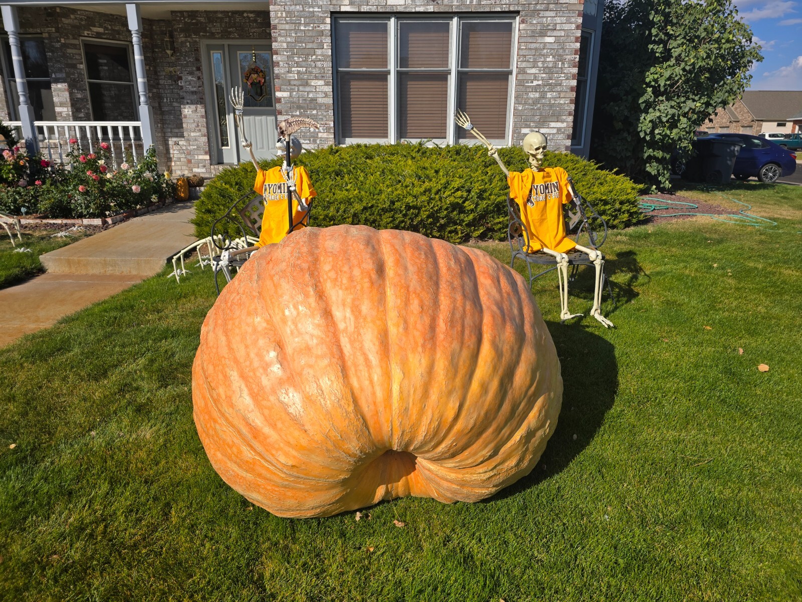 Giant Pumpkin Seeds from 1,273 pound 2024 (1028 Stellern X Self) $29/3 seeds.