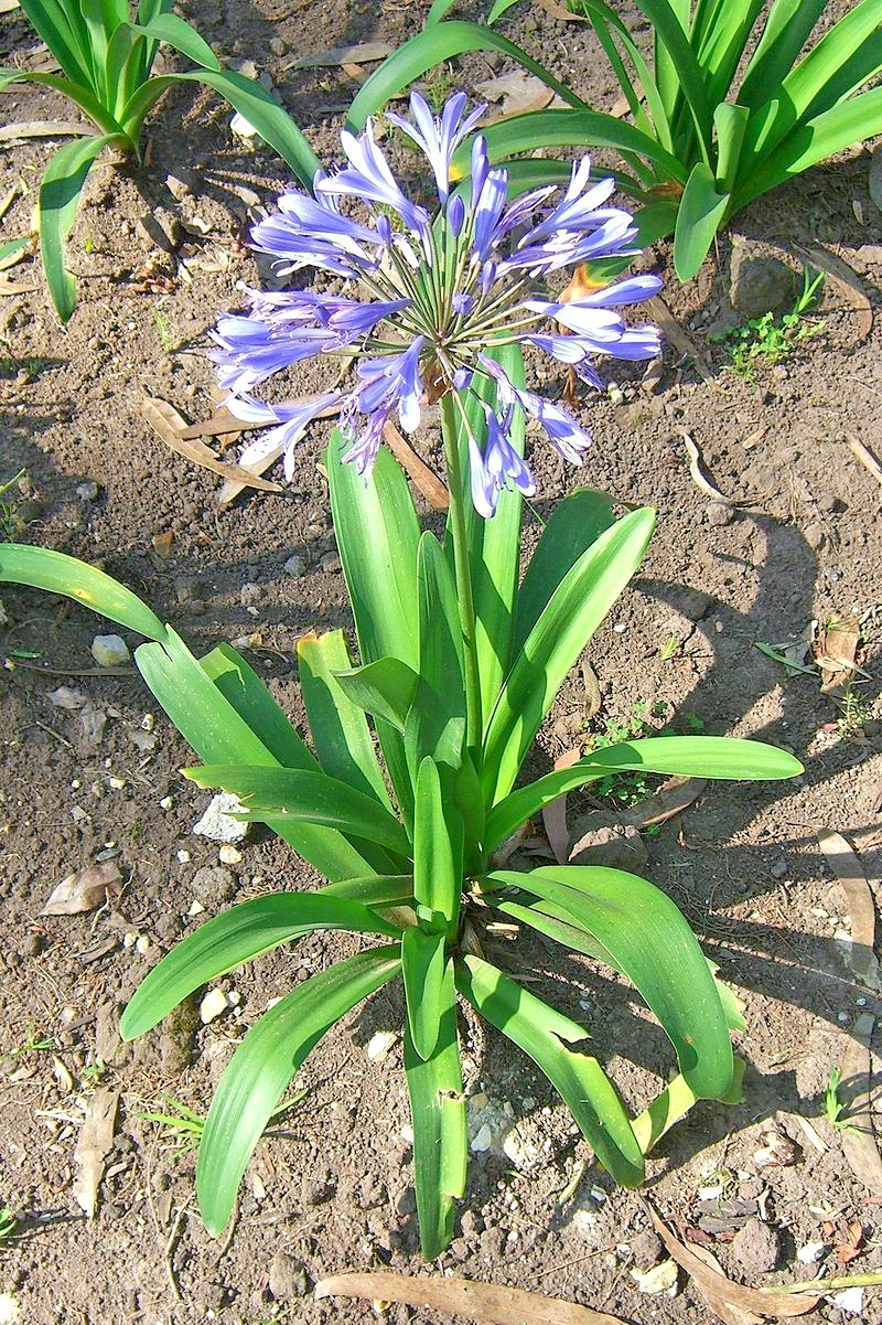 blue Lily of the Nile 100 seeds. Agapanthus. EZ to grow, hardy too zone 7. USA.