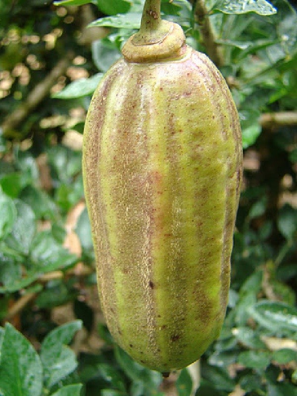~Guajilote~ Parmentiera Aculeata CUCUMBER FRUIT Tree Live Sml Potd Starter Plant