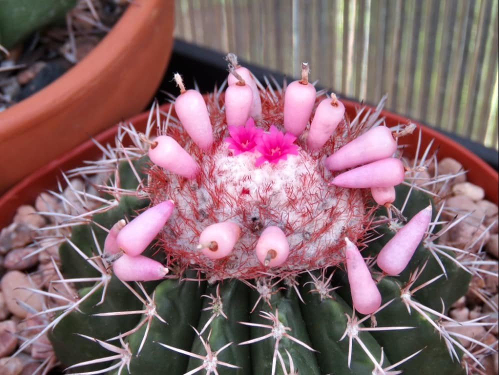 Seed- Melocactus violaceus 25+seeds (2024)