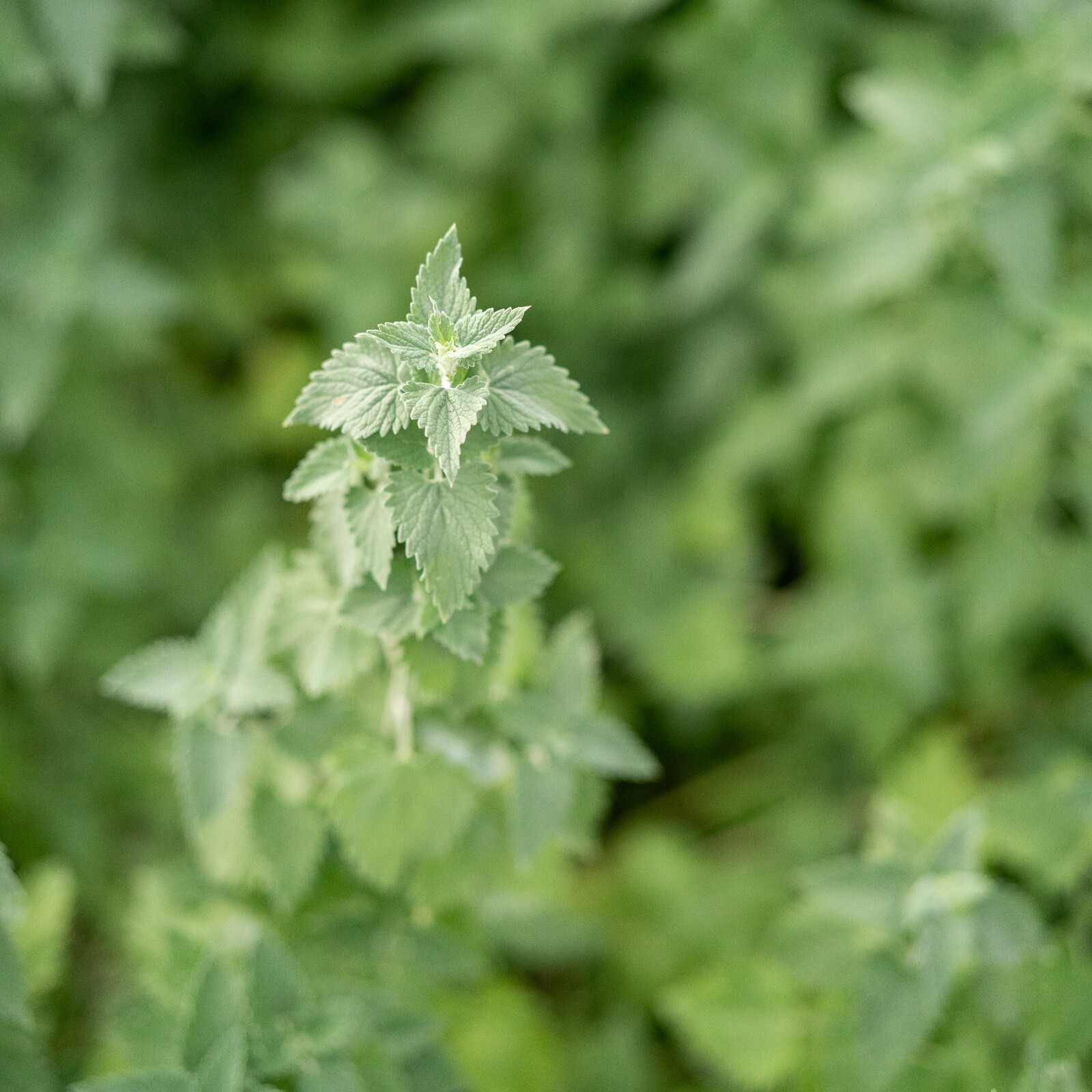 Catnip Seeds for Cats: USDA Organic Non-GMO Seed Packet Catwort Cat Nip, Catmint