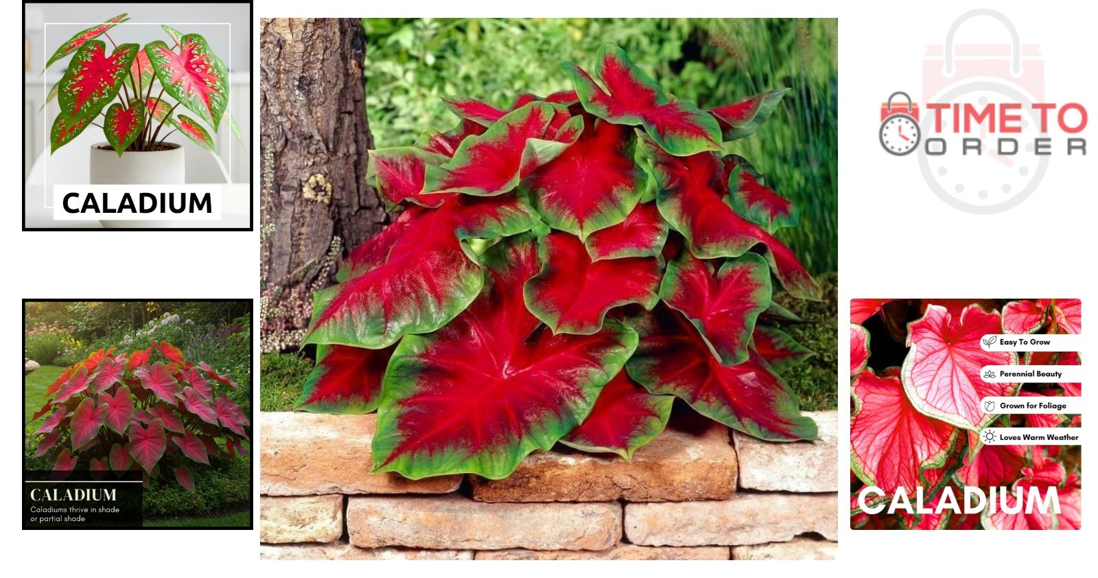 Caladium Bulbs Tropical Color Heart-Shaped Elephant Ears Garden Planting