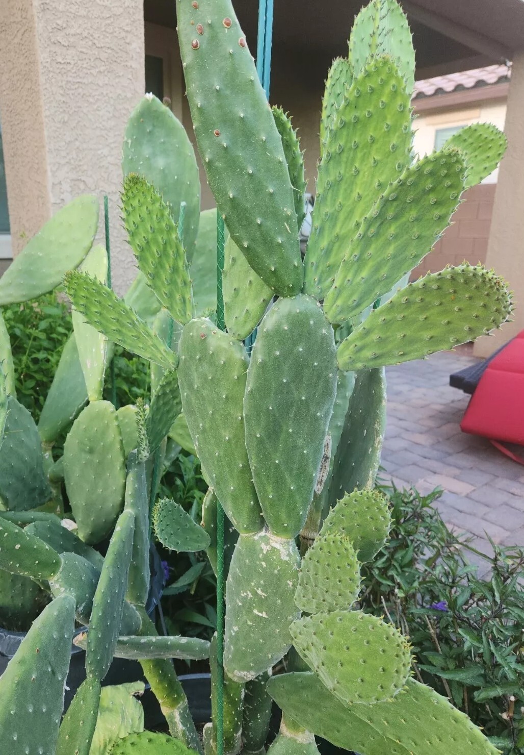 2, GIANT RED BURBANK SPINELESS OPUNTIA PRICKLY PEAR NOPAL CACTUS PADS