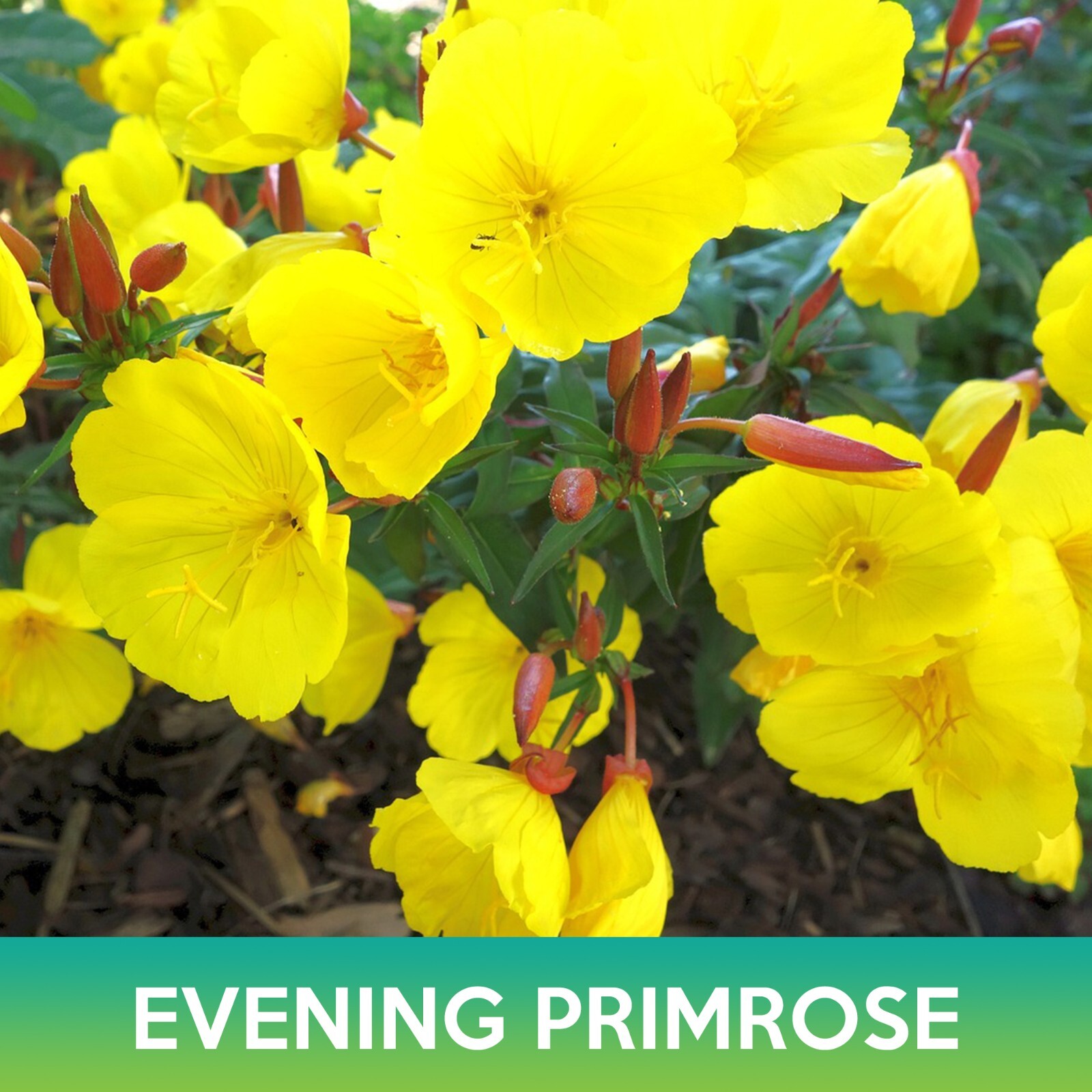 Evening Primrose Flower Seeds, Oenothera glazioviana