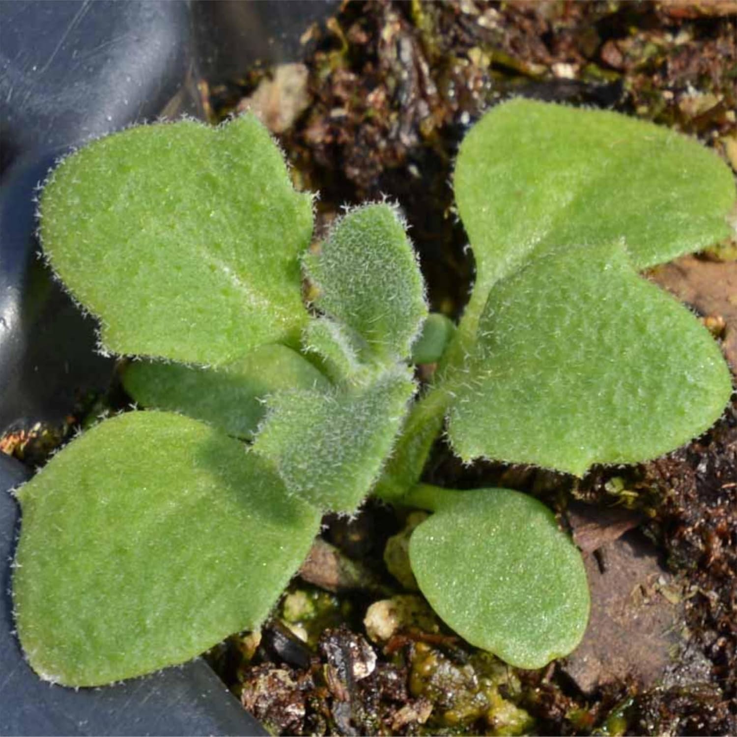 Seed Needs Purple Rockcress Seeds for Planting – Heirloom & Open Pollinated