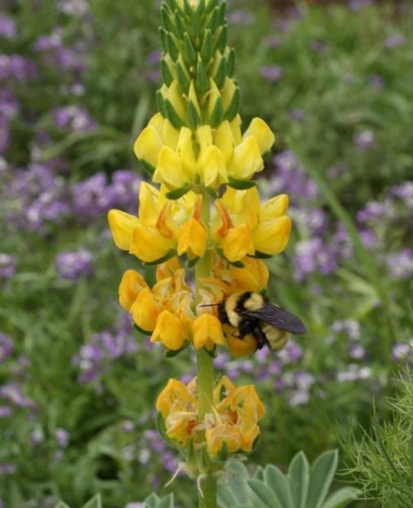 50+ Yellow Lupine Seeds **Fresh Seeds** ~~Free Shipping~~