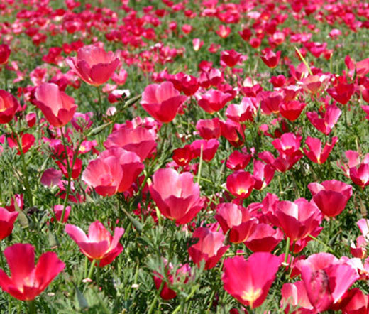 CALIFORNIA POPPY CARMINE Eschscholzia Californica – 15,000 Bulk Seeds