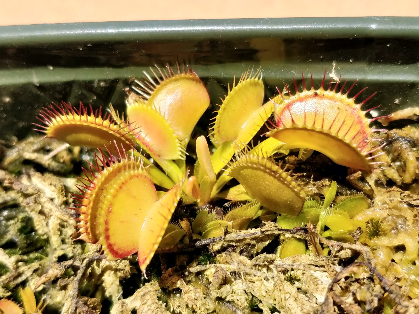 20 freshly harvested(2023 July)assorted named cultivar cross Venus Flytrap seeds