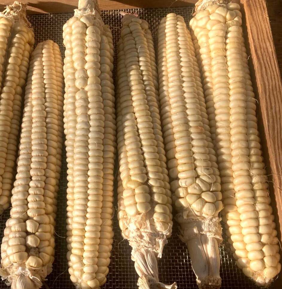 Corn Seeds 50 Rare Onieda White Flour Corn Seed Native American Heirloom Organic