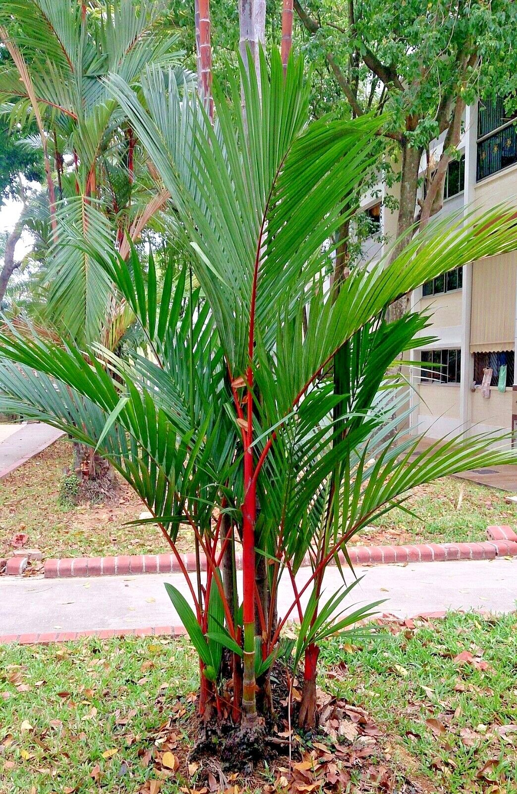 20 RED SEALING WAX “LIPSTICK” PALM TREE SEEDS (Cyrtostachys renda) House Plant