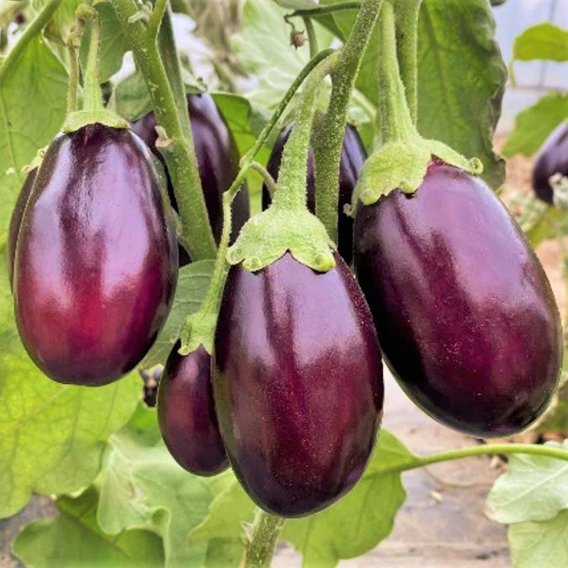 Indian Eggplant Seeds | Brinjal Baby Mini Aubergine Asian Vegetable Seeds 2023