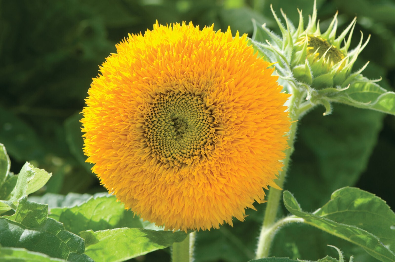 Ornamental Sunflower Seeds: Dwarf, Medium Height and Super Tall!!