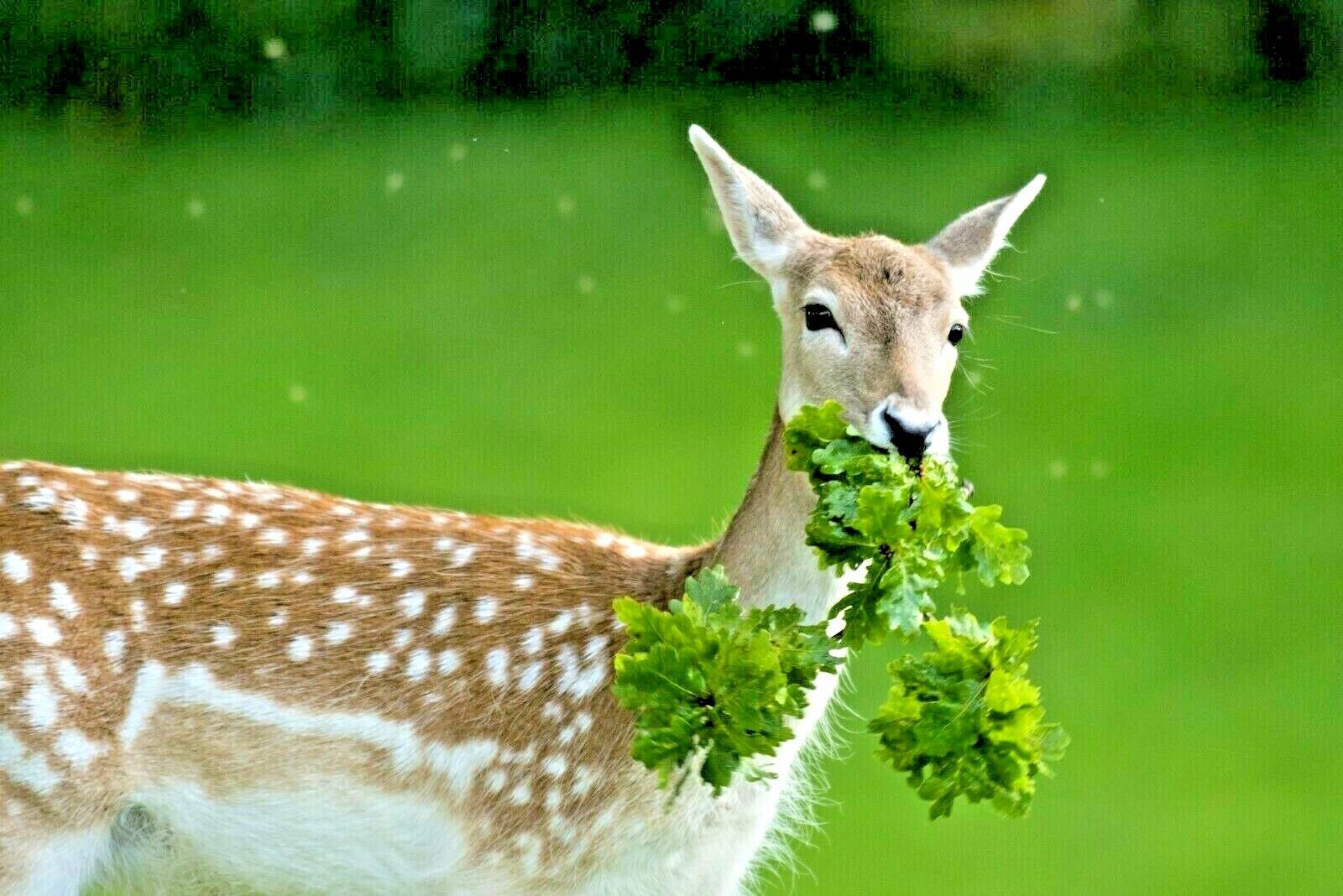 2001+DEER PROOF Native Wildflower Mix 15 Different Flowering Annual Perennial