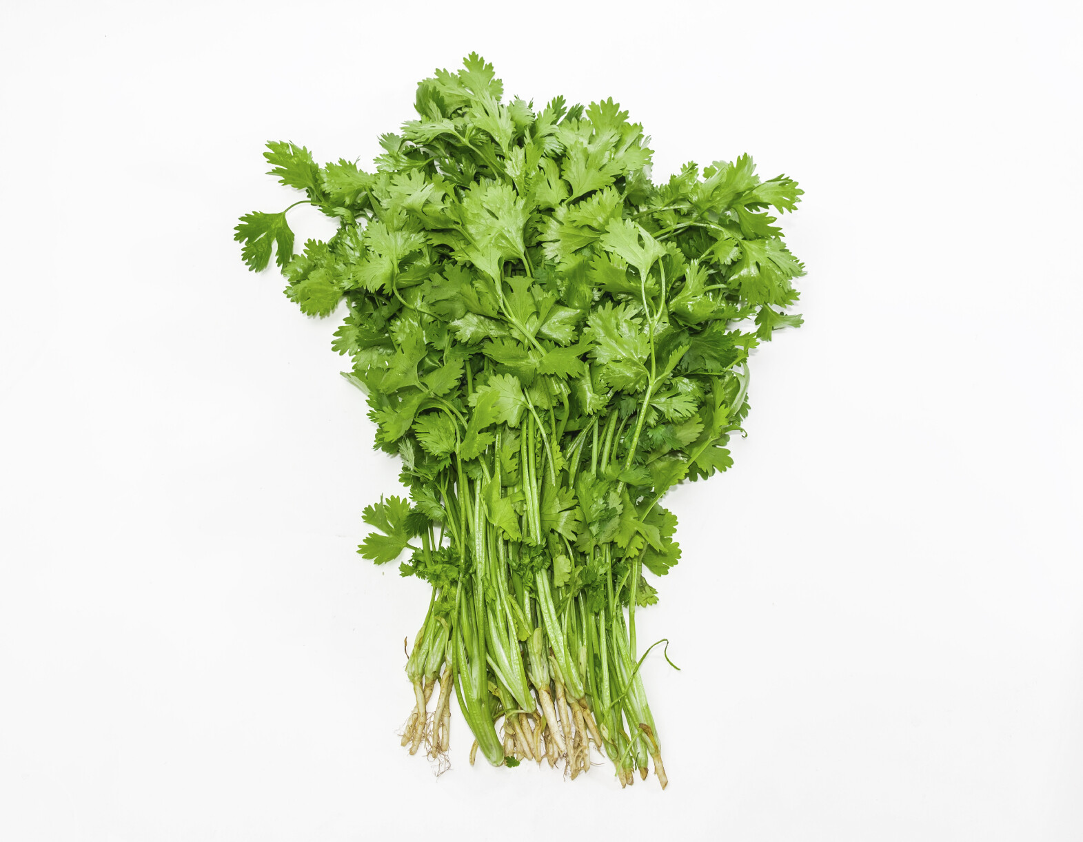 1/4 Million Veggie, Fruit & Sprout Seeds Survival/Garden+ $30 Herb Pack