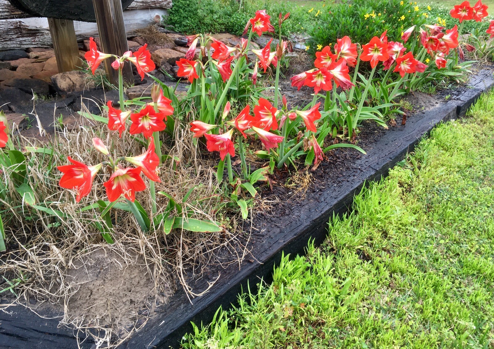 4 bulbs – Hardy Amaryllis, Hippeastrum x johnsonii, St. Joseph’s Lily, TX Grown