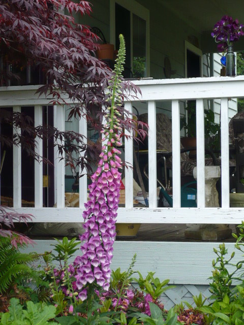Pacific NW Giant Foxglove Mix 20,000 Seeds Digitalis Purpurea *Shelley