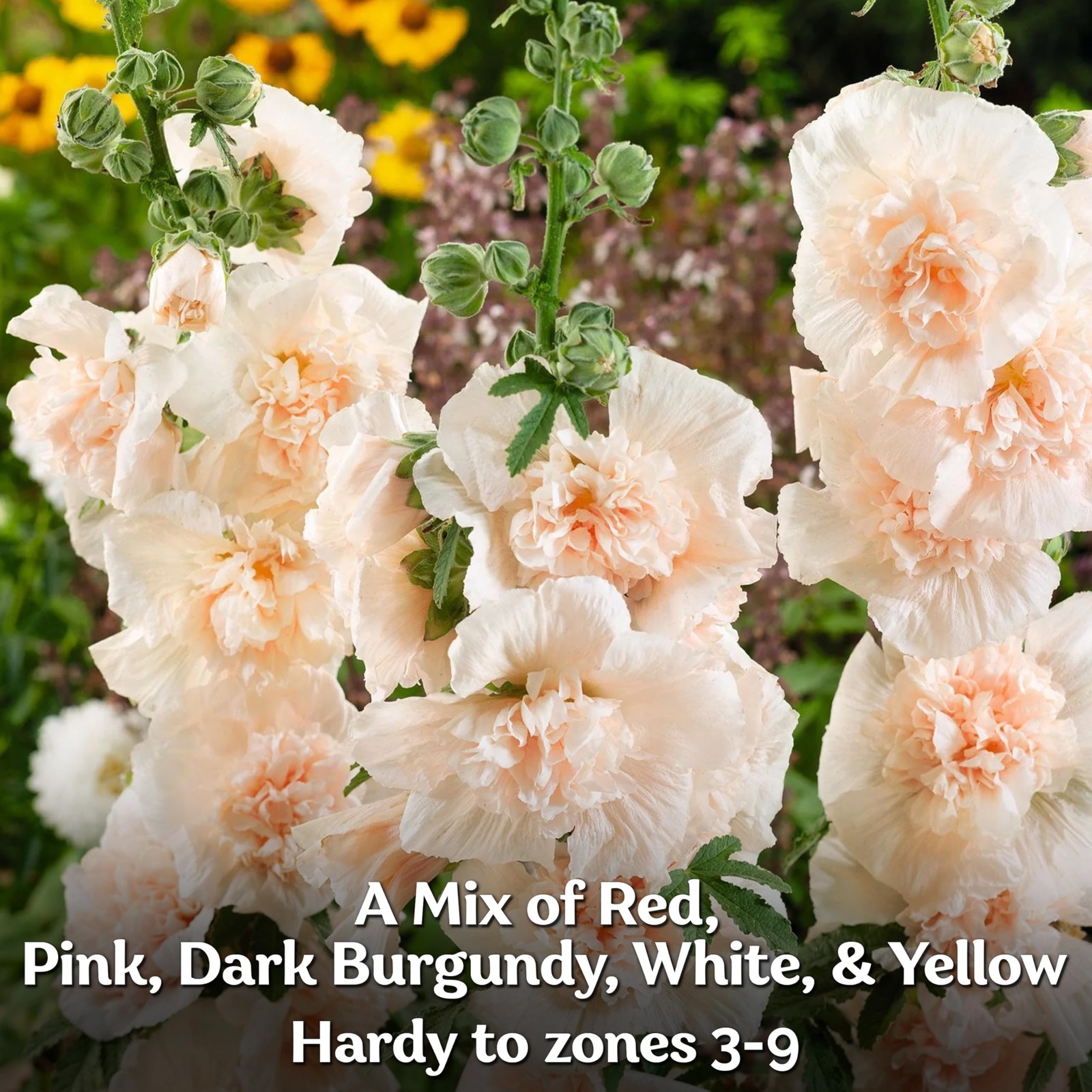 KVITER 300 Chaters Hollyhock Seeds for Planting (Alcea rosea), 2 Pack