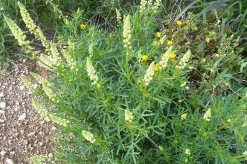 1oz Sweet White Mignonette Reseda odorata FRAGRANT Flower Seeds ( 25,000 Seeds)