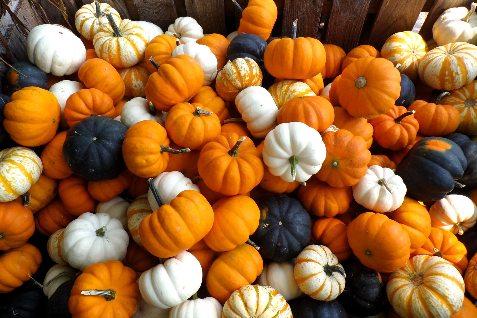 20 MINI MIX PUMPKIN Miniature Cucurbita Pepo White Green Orange Stripe Veg Seeds