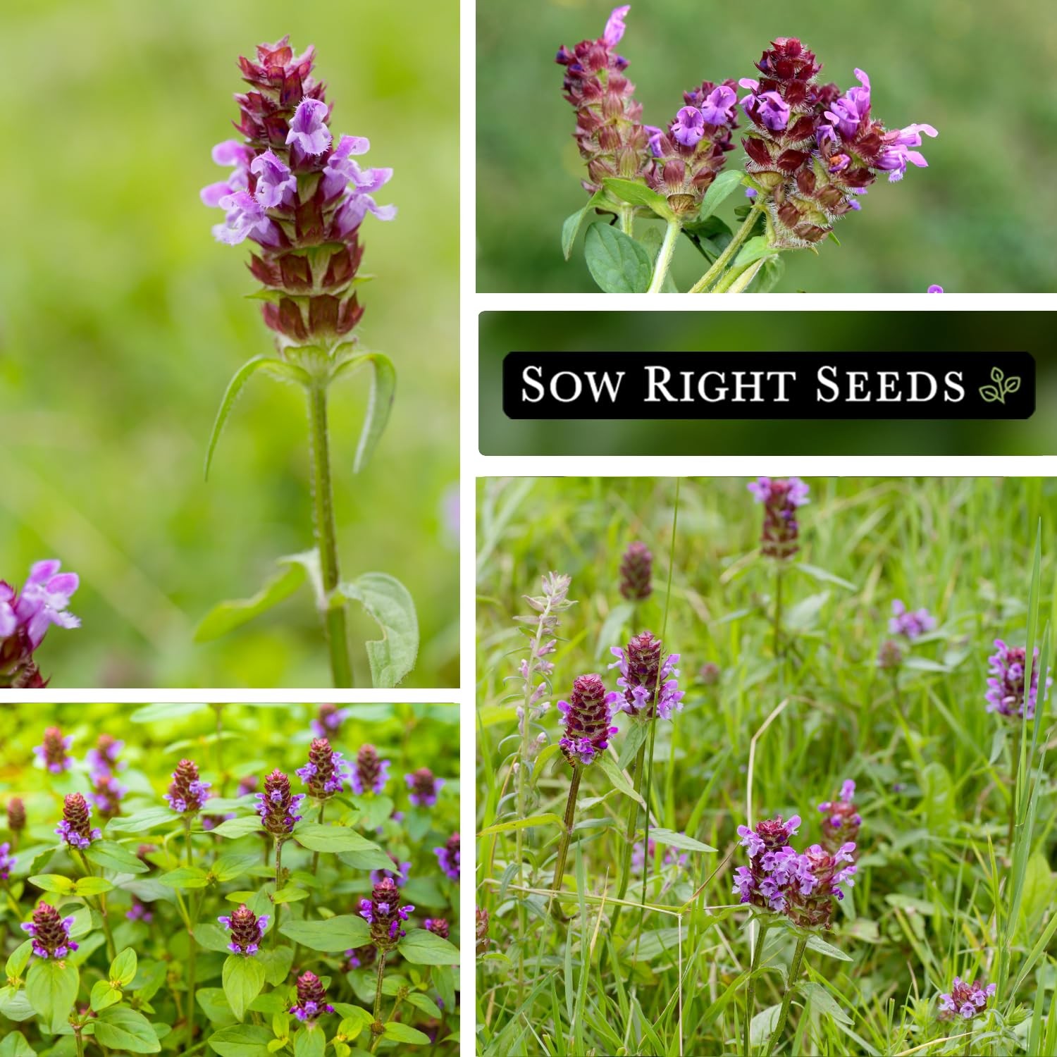 Heal All Seeds Prunella Vulgaris Medicinal Herb Non GMO Heirloom Pollinator Gard