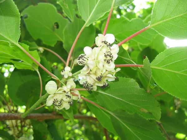 Actinidia arguta | Siberian or Dessert Kiwi | 100 Seeds