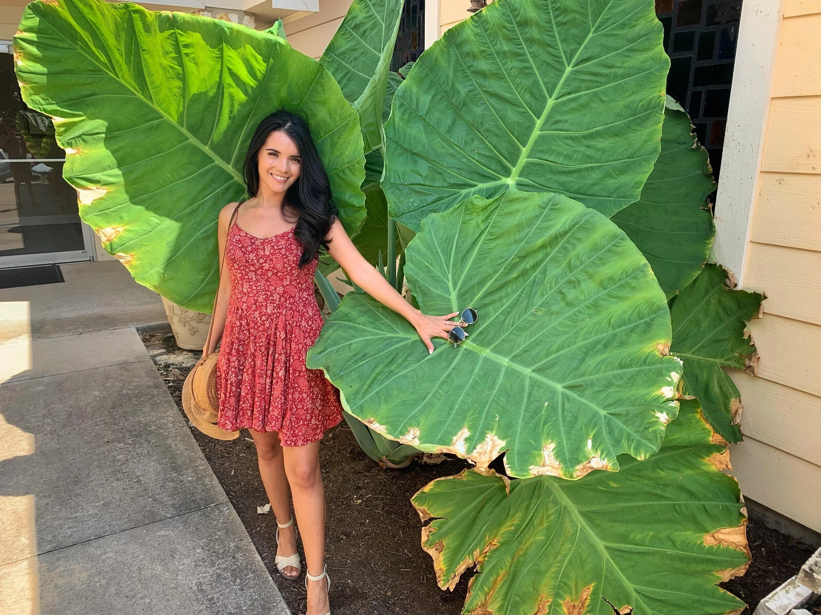 2 Pack Colocasia Elephant Ear Colocasia Bulbs-Tropical Plant for Lush Garden