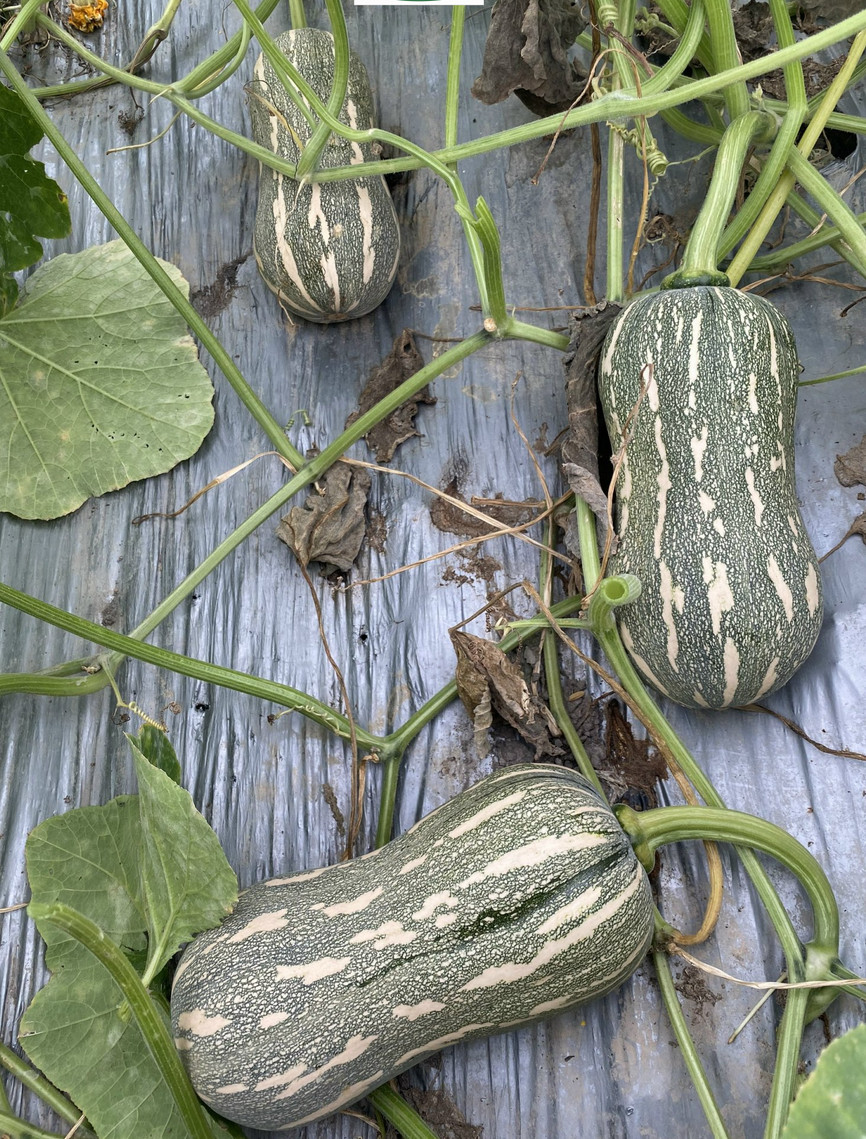 Striped Butternut Squash Seeds,Hạt Giống Bí Hạt Đậu F1 – NON-GMO