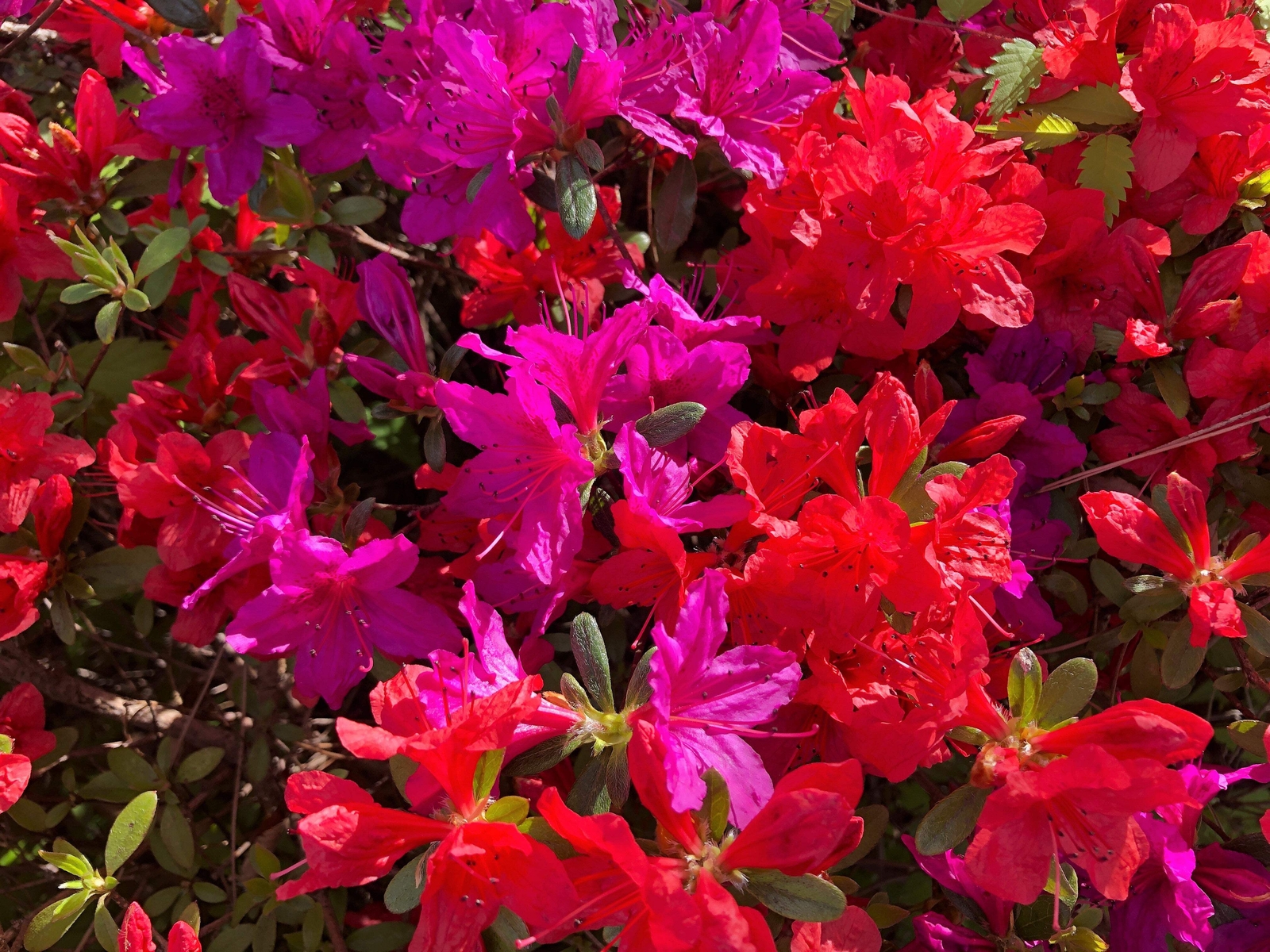 25 MIXED COLORS AZALEA Rhododendron spp Red Purple Flower Shade Bush Shrub Seeds