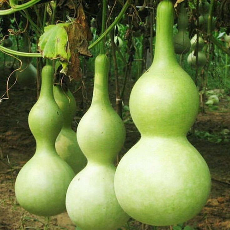 15+ Calabash Bottle Gourd Seeds — Chinese Pugua Nam Tao Yao Lauki Opo —- RARE