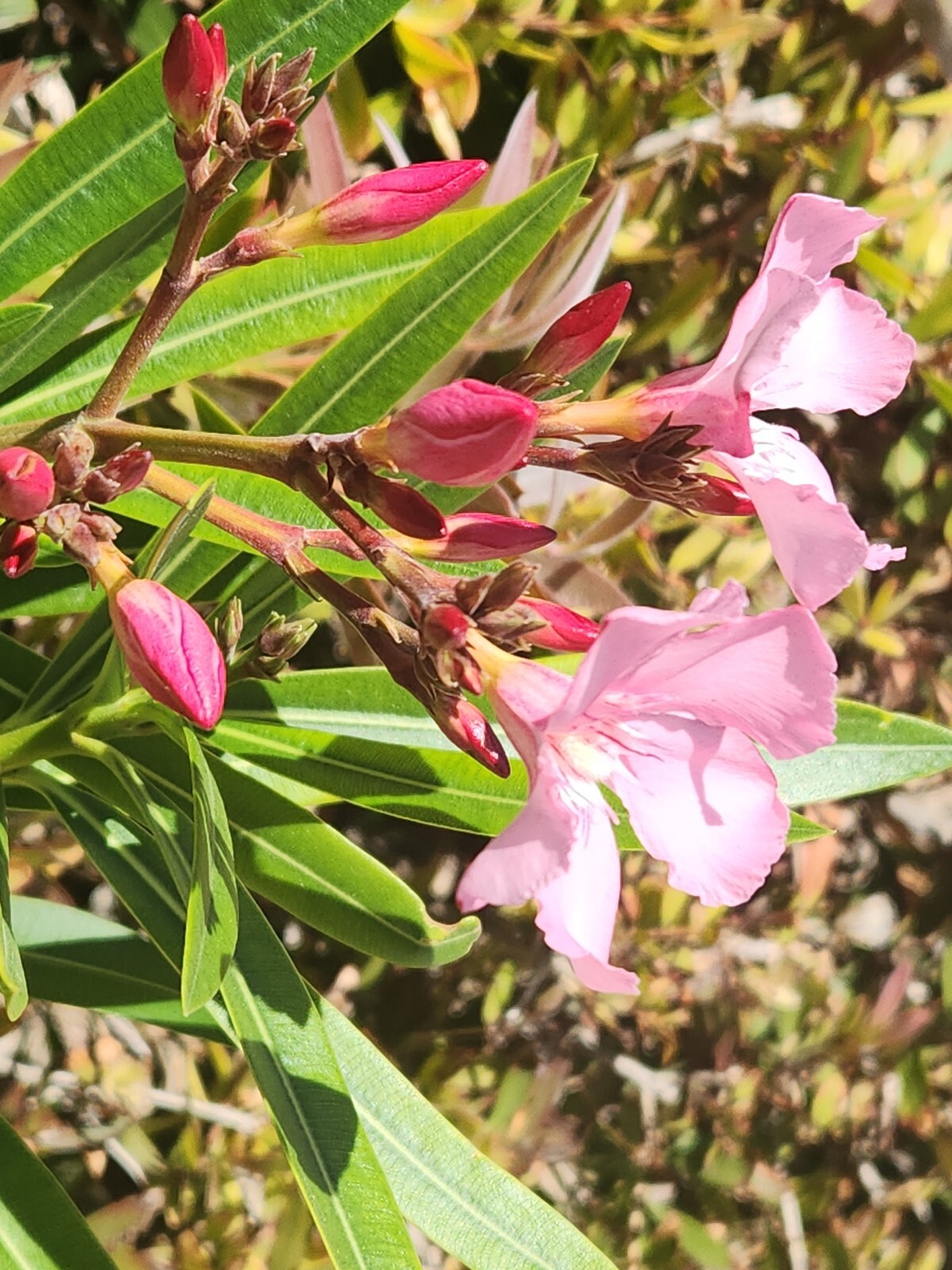PINK OLEANDER, NERIUM OLEANDER, EXOTIC PLANT TREE (60 2024 Seeds) (08)