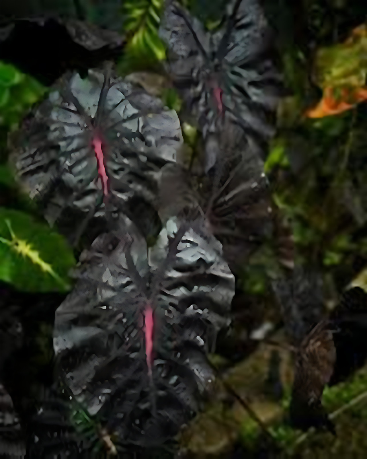 AUTHENTIC Colocasia Thunderstorm 1 bulbs