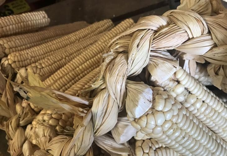 Corn Seeds 50 Rare Onieda White Flour Corn Seed Native American Heirloom Organic