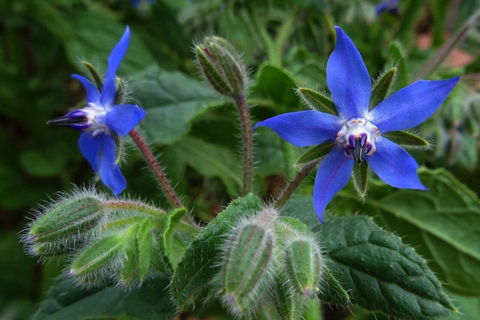 100+ Borage Herb Seeds —————— Pest Repellent — Heirloom — NON GMO