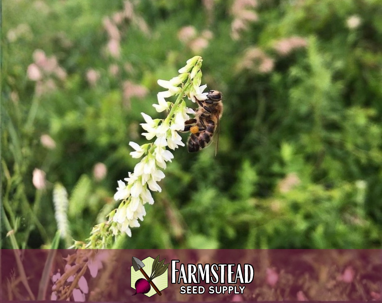 5000+ White Sweet Blossom Clover Seeds | Flower Gardening Pollinator Plant Seed
