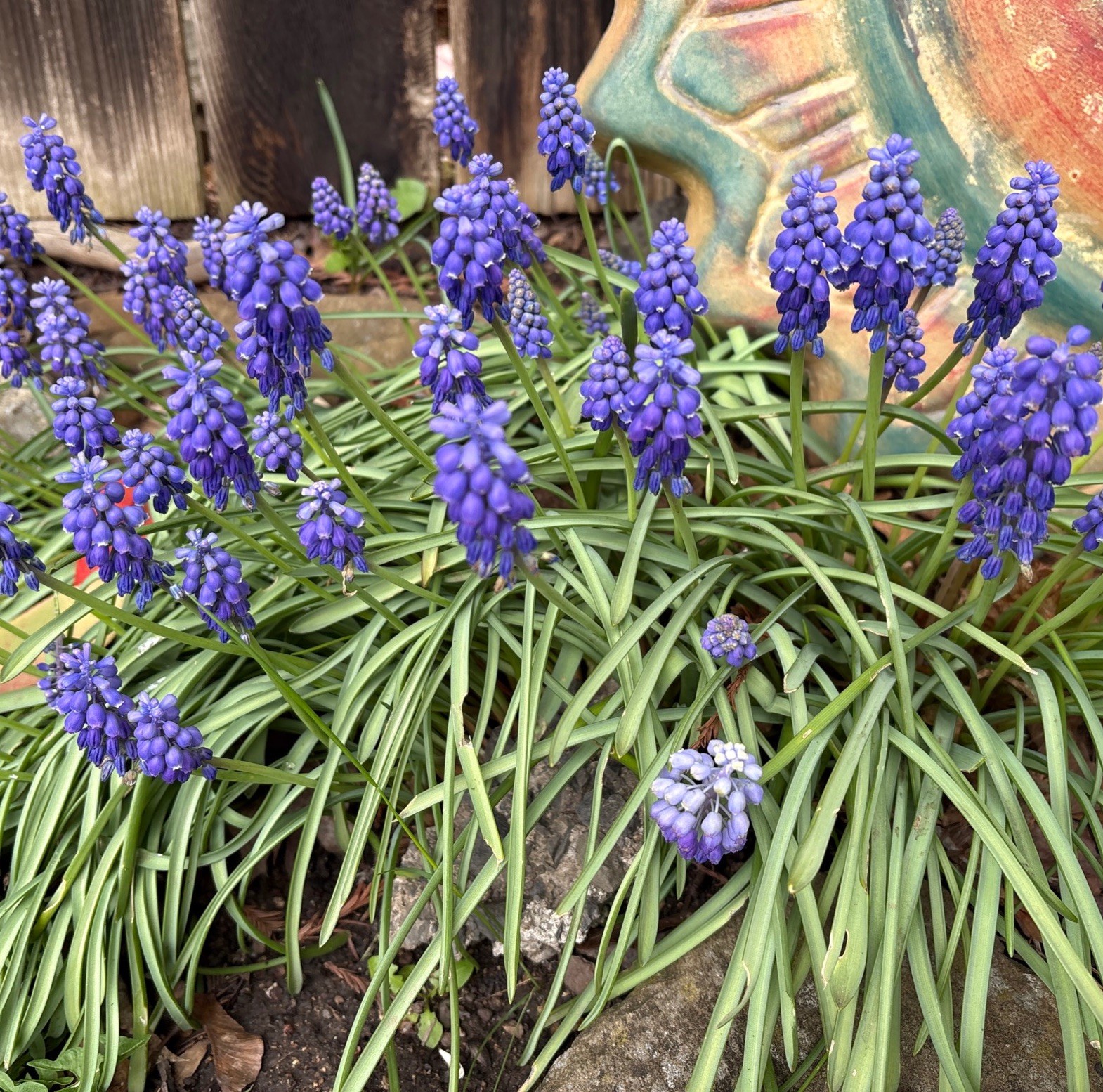 Fresh Grape Hyacinth Bulbs for Planting – muscari Armeniacum- Beautiful Sprin…