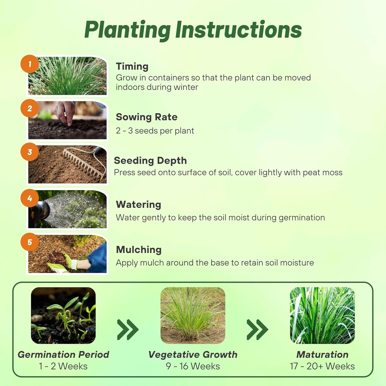 Lemon Grass Seeds for Planting – 2000 Perennial Seeds, Mosquito Repellent, De…