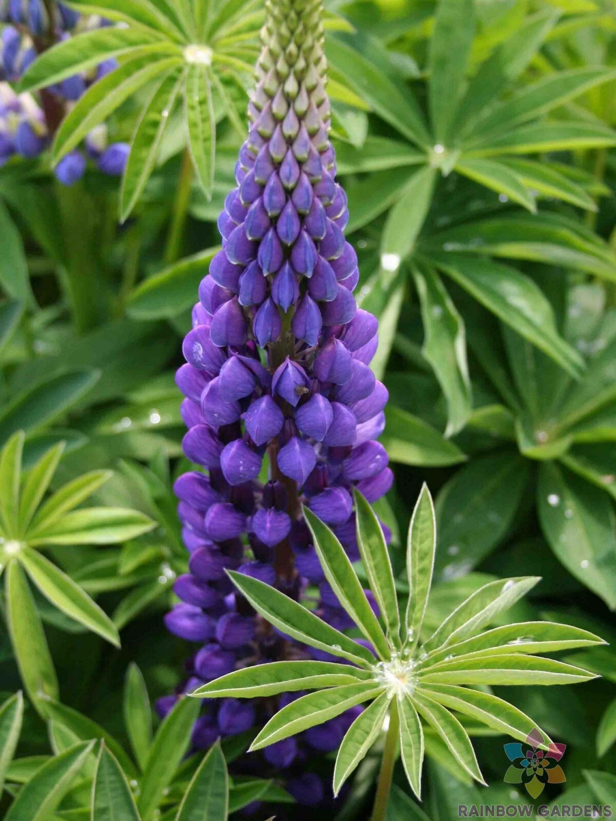 25+ Russell Purple Lupine Seeds for Garden Planting – USA – FREE SHIPPING!