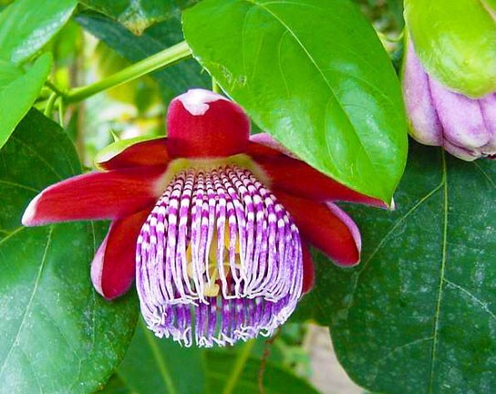 Passiflora alata | Fragrant Granadilla | Winged-stem Passion Flower | 5_Seeds