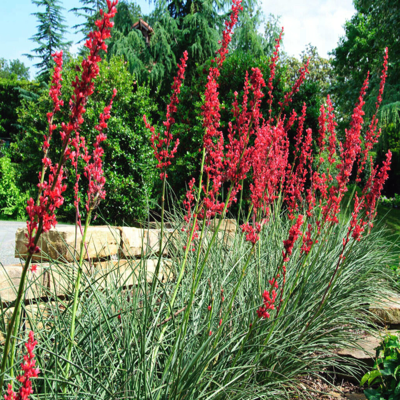 25 RED YUCCA SEEDS (Hesperaloe parviflora) Hummingbird & Butterfly Flower Plant